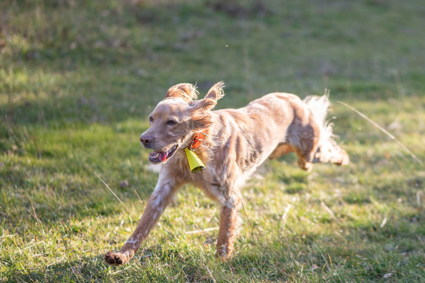 Samba Sous La Plume De Chez Millet