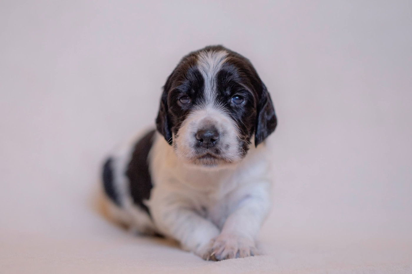 De La Danseuse Des Bois Du Comte - Chiots disponibles - Setter Anglais
