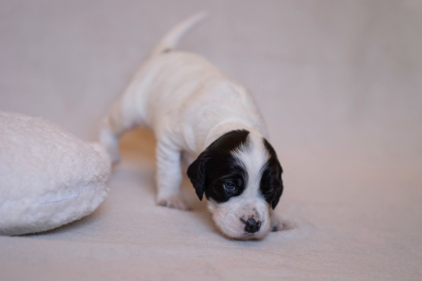 De La Danseuse Des Bois Du Comte - Chiots disponibles - Setter Anglais