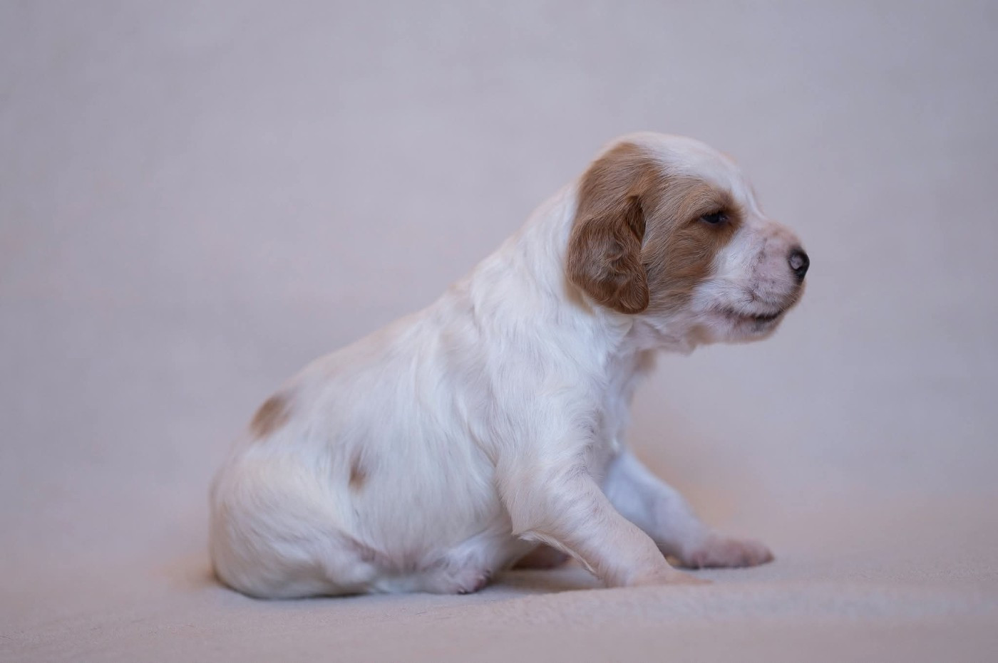 De La Danseuse Des Bois Du Comte - Chiots disponibles - Setter Anglais